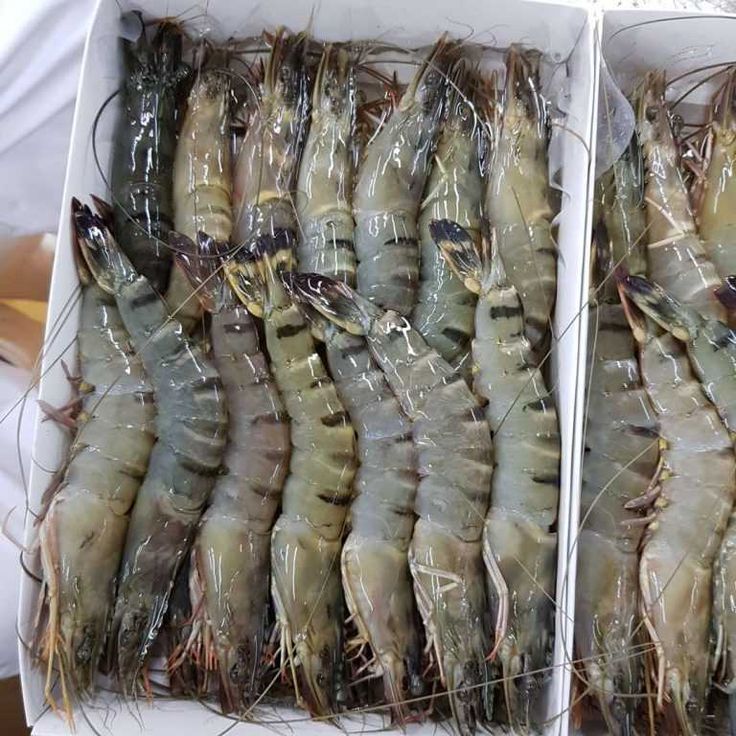 Frozen Shrimp Supplier & Shrimp Exporter placeholder
