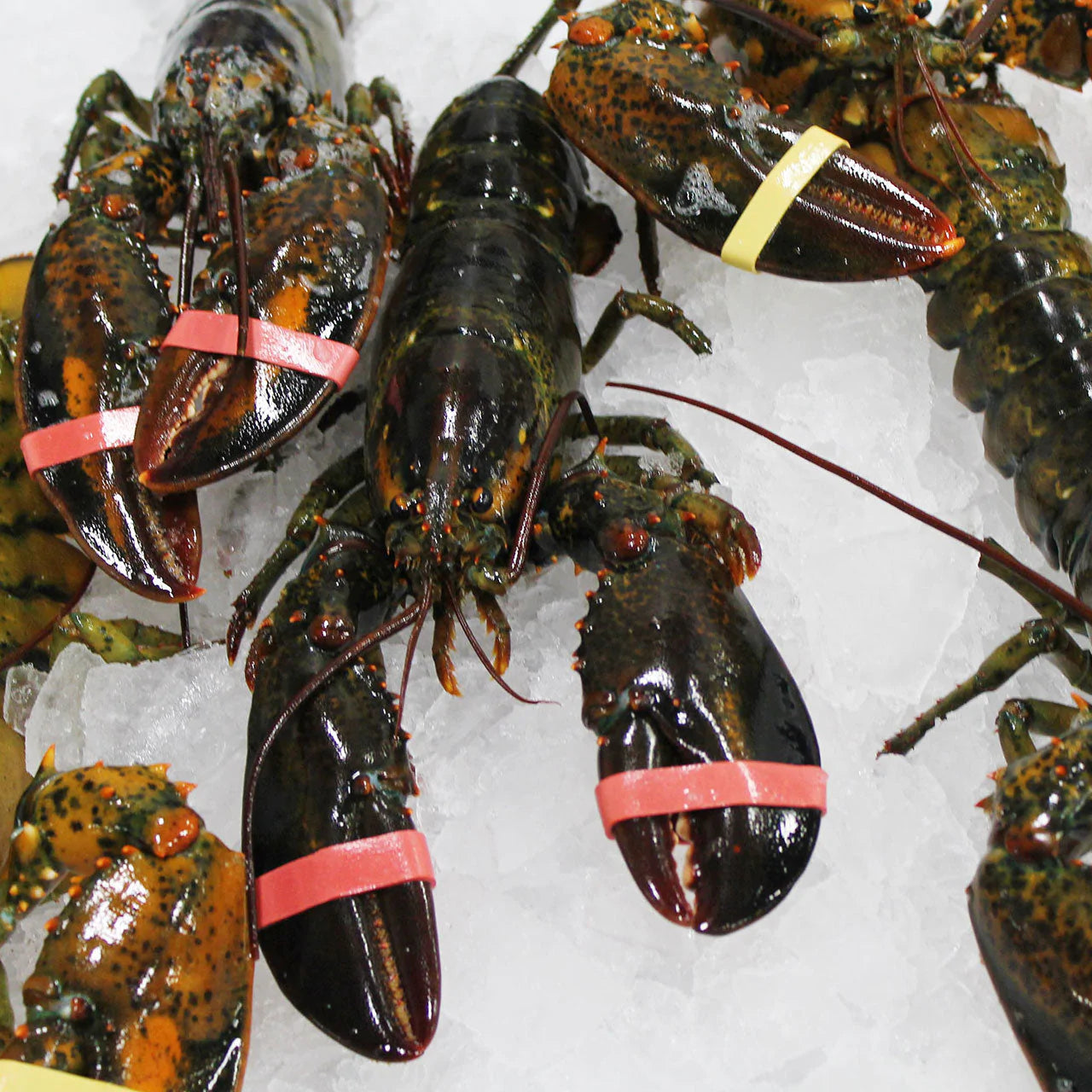 Lobster Wholesale Supplier placeholder