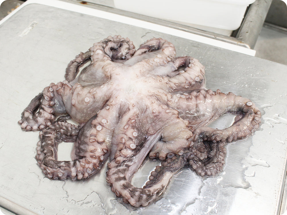 Frozen Octopus Supplier placeholder