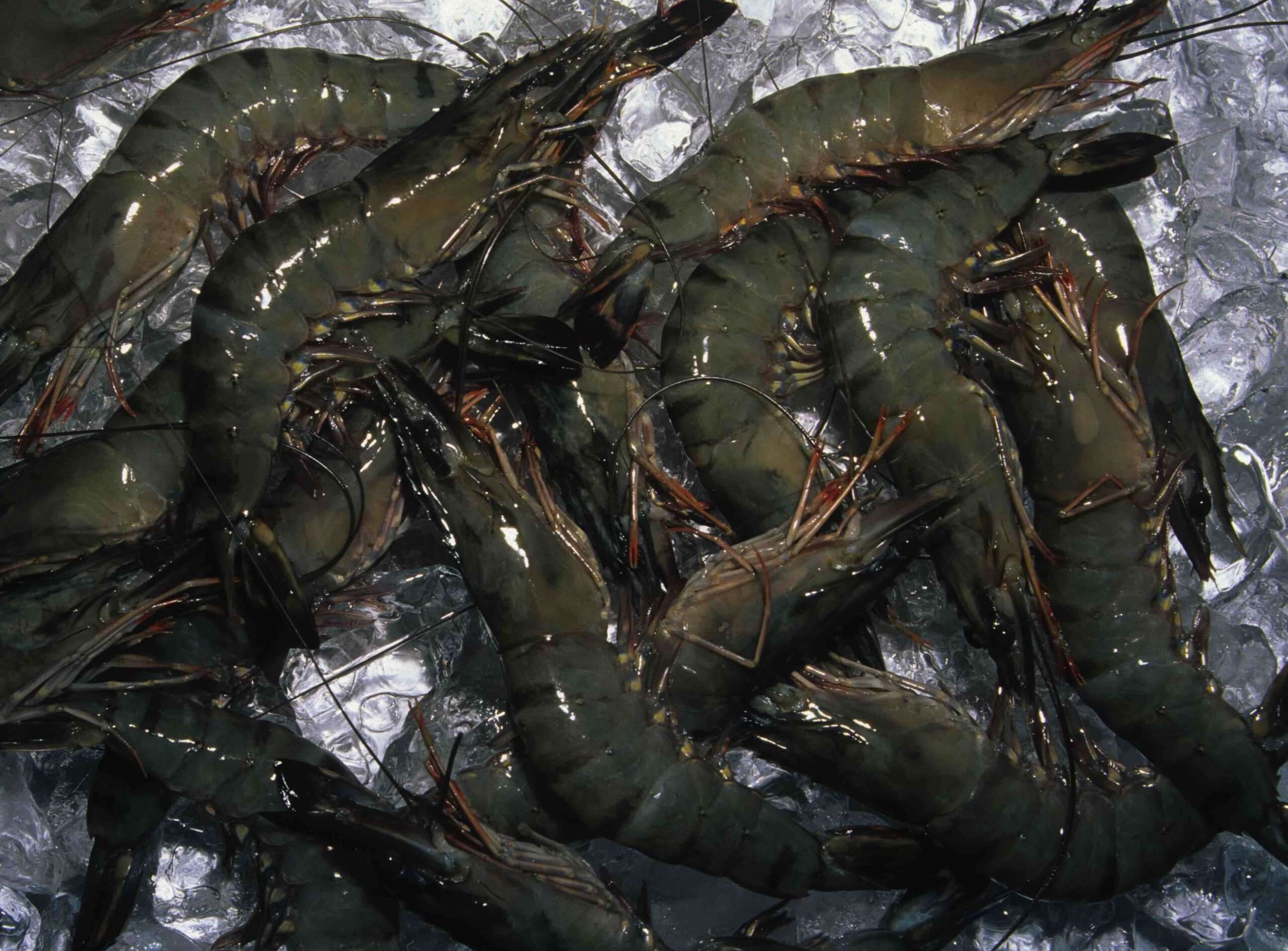 Frozen Shrimp Supplier & Shrimp Exporter placeholder