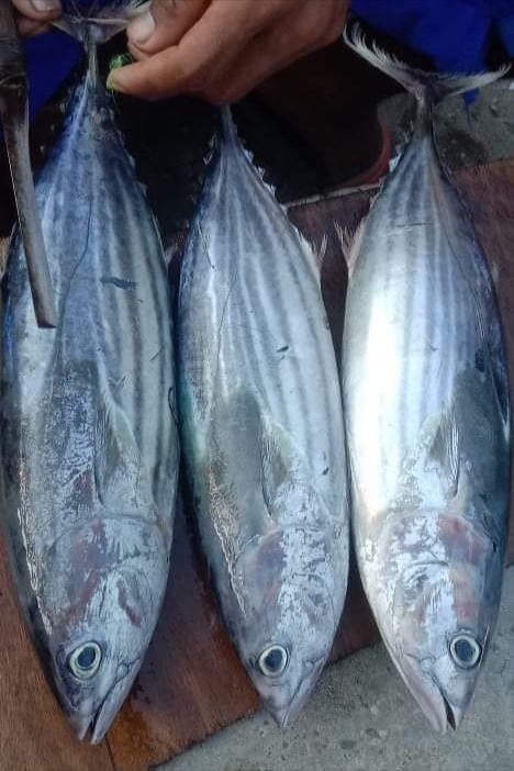 Frozen Fish Exporter From Asia placeholder