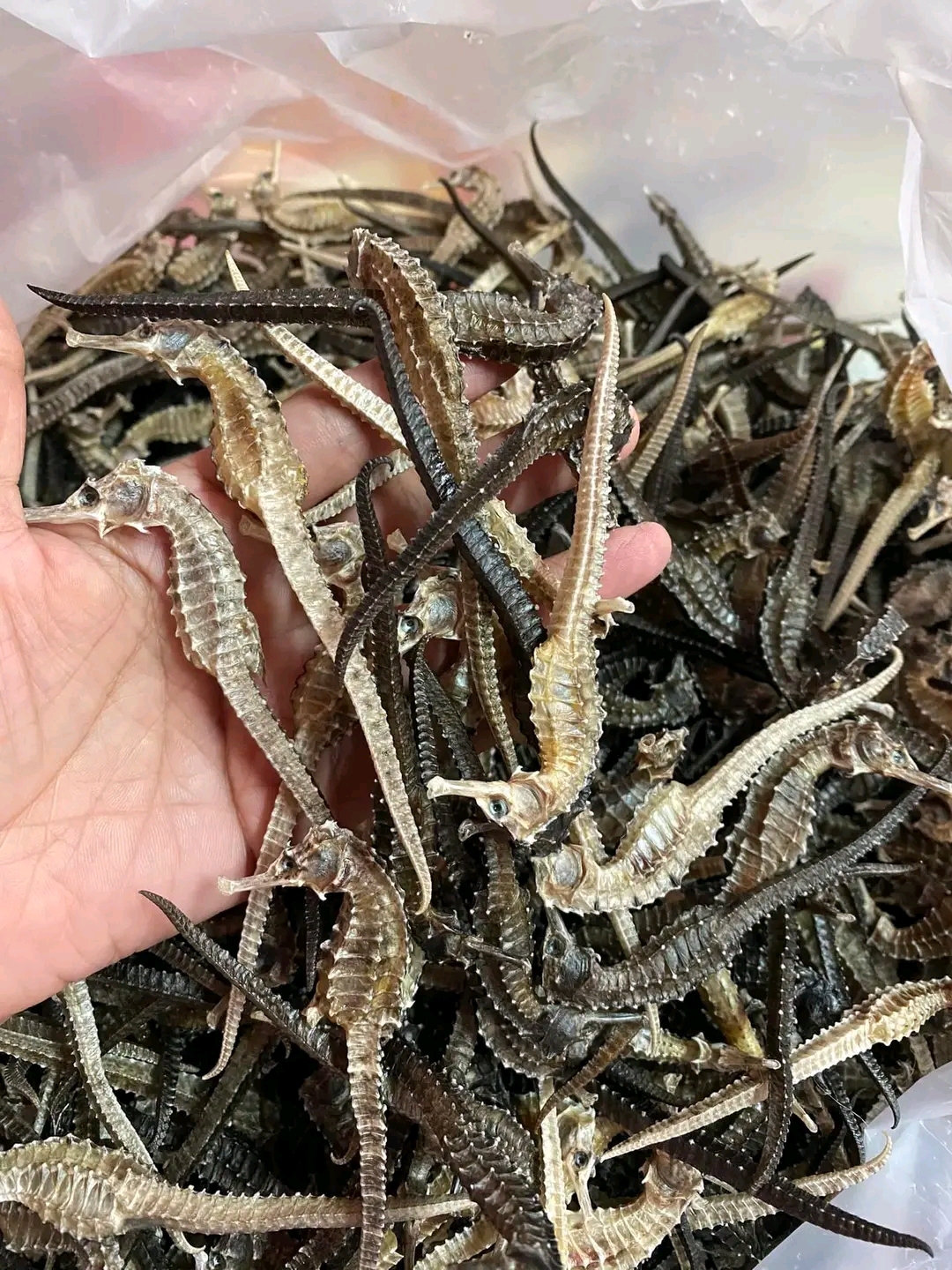 Dried Seahorse Products Supplier placeholder