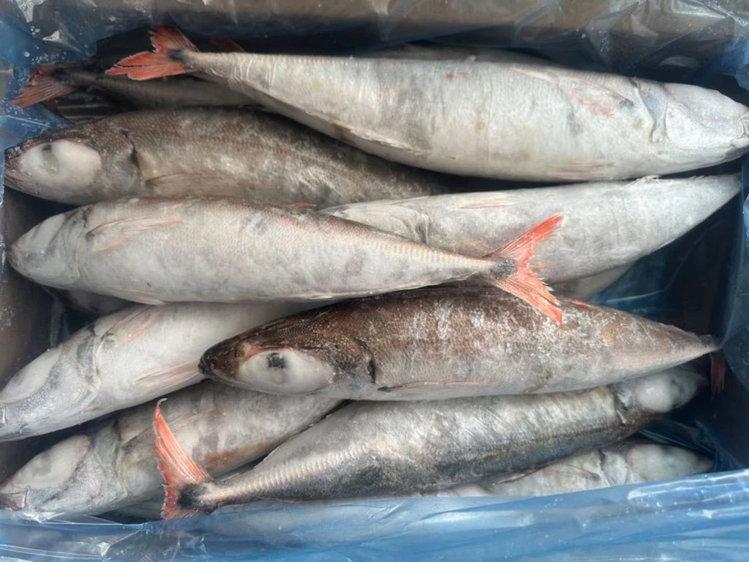 Round Scad (Galunggong) frozen seafood product placeholder